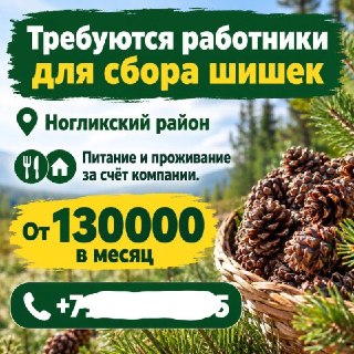 На Сахалине ищут сборщика шишек за 130 000 рублей