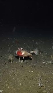 Ироничное сравнение внешности красногубого морского нетопыря с рекламой косметолога