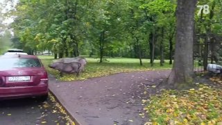 В Красном Селе в парке заметили огромных свиней