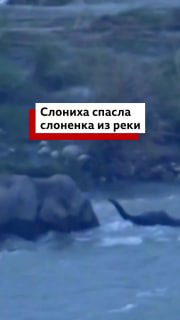 Мать-слониха спасает месячного слоненка из бурной реки