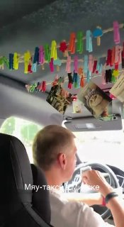 В Беларуси обнаружили первое «мяу-такси»