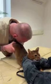 Кошачьи остеопаты зарабатывают до 1 млн рублей в месяц