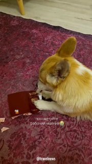 Корги сгрызла загранпаспорт россиянки перед поездкой на Мальдивы