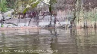 Охота Шлиссика на дикую рыбу пока без особых изменений