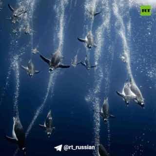 Снимки победителей международного конкурса Bird Photographer of the Year