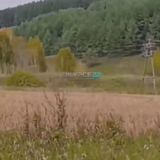 В регионах России усиливают меры безопасности из-за нашествия медведей