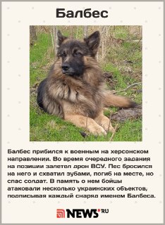 Четвероногие бойцы СВО: как собаки прикрывают наших военных от дронов и пуль