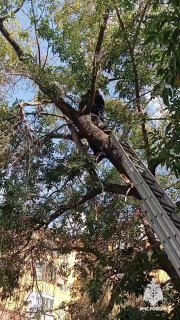 Омский школьник залез на дерево, чтобы помочь коту, и застрял на высоте
