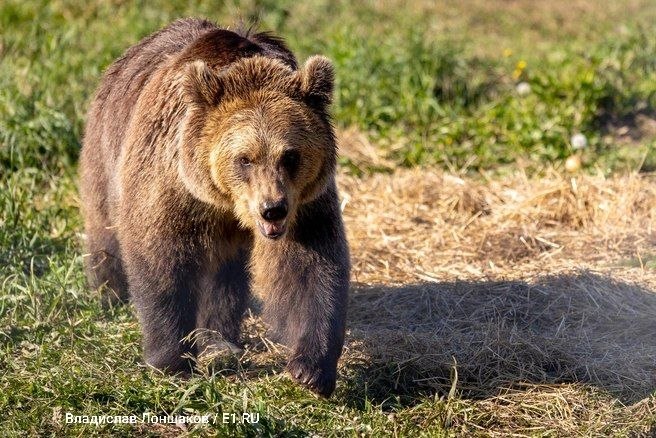 Всплеск нападений медведей в России и ситуация в Ленобласти