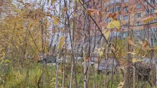 Плотина преткновения: как бобры перессорили людей