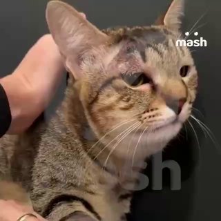 Кошка-герой спасла семью туристов на Бали от ядовитой змеи