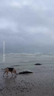 В Дагестане нашли более 480 мертвых тюленей