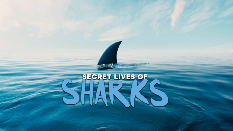 Утренние размышления о фильмах про акул