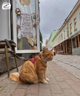 Иллюстрация 5