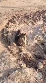 Сотрудники МЧС спасли жеребенка и изюбра