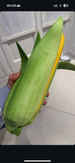 Moschino выпустил клатч в виде кукурузы