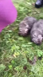 В Сергиевом Посаде пожарные спасли щенков из огня