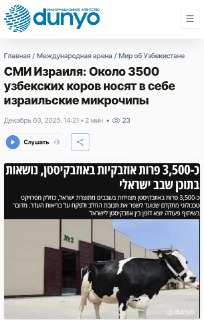 В Узбекистане вживили чипы коровам для повышения надоев